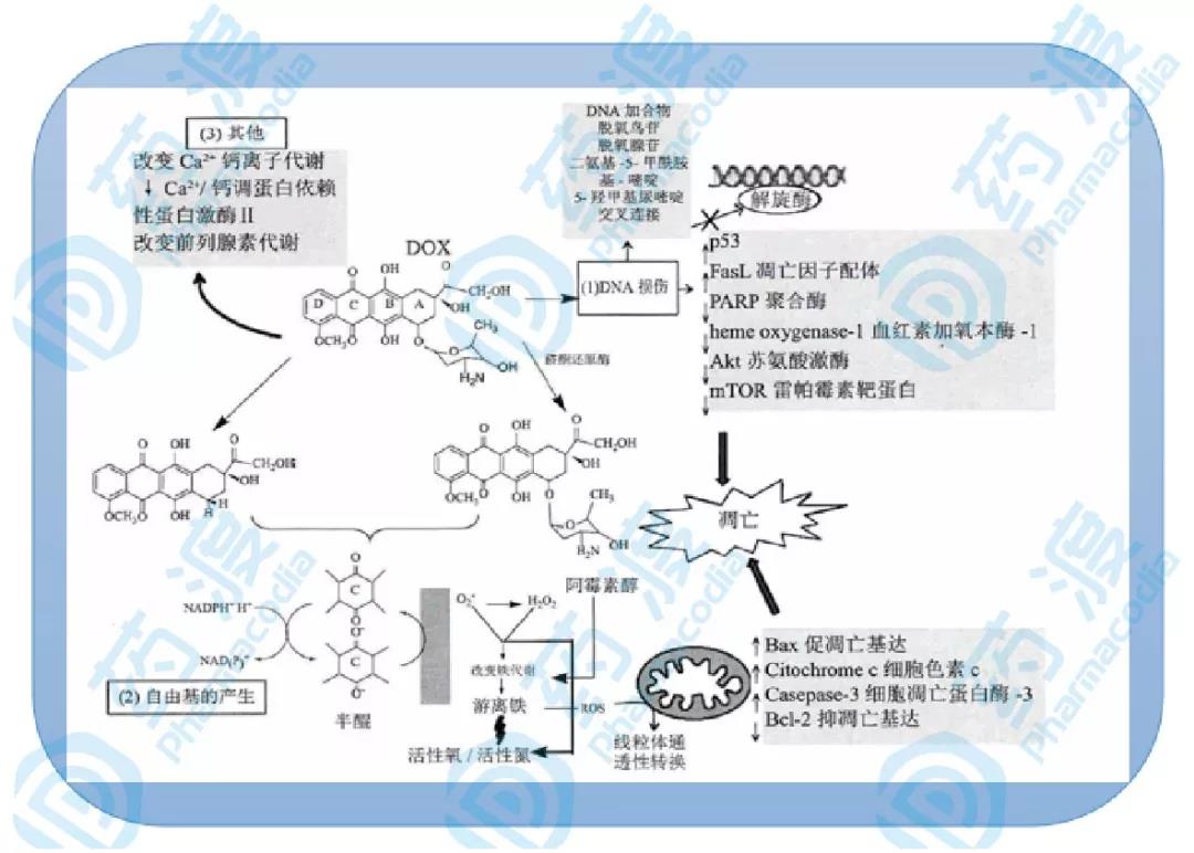 從分子設(shè)計(jì)角度：看蒽環(huán)類藥物結(jié)構(gòu)及毒性